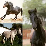 Δωμάτια σε οικογενειακή κατοικία Horse Riding Vila Franca de Xira