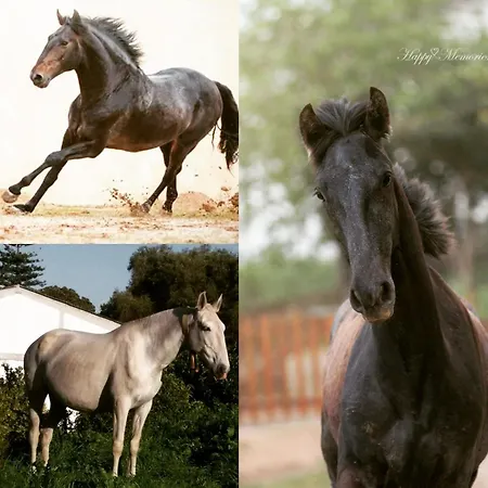 ホームステイ Horse Riding ヴィラ・フランカ・デ・シーラ