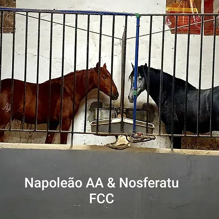 Horse Riding 홈스테이