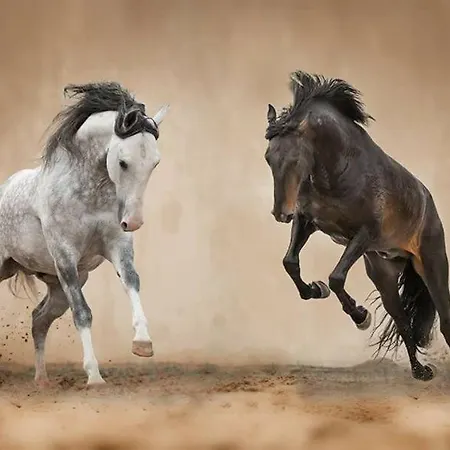 Horse Riding * ヴィラ・フランカ・デ・シーラ