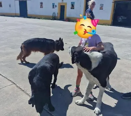 Horse Riding