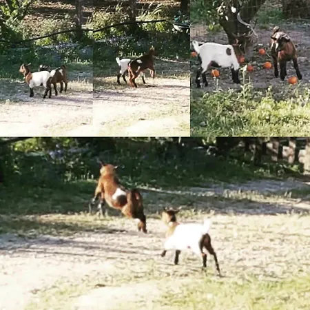 Horse Riding 홈스테이