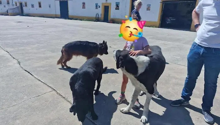 Horse Riding